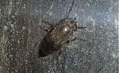 Stomorhina subapicalis