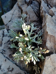 Artemisia glacialis