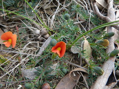 Gompholobium ecostatum