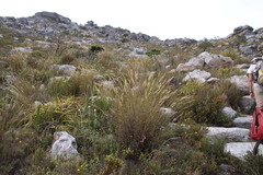 Pentameris macrocalycina