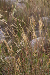 Pentameris macrocalycina