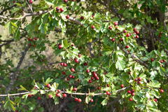 Crataegus monogyna