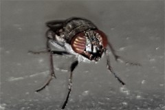 Stomorhina subapicalis