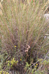 Pentameris macrocalycina