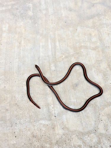 Calliophis intestinalis