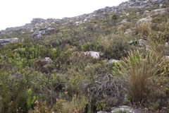 Pentameris macrocalycina