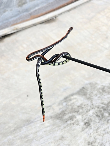 Calliophis intestinalis