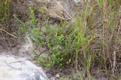 Indigofera candolleana