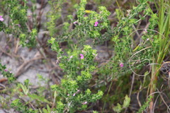Indigofera candolleana