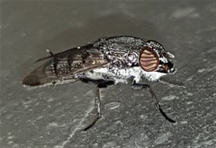 Stomorhina subapicalis