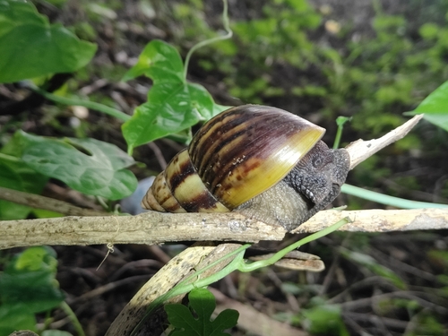 African Giant Snail