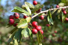 Crataegus monogyna