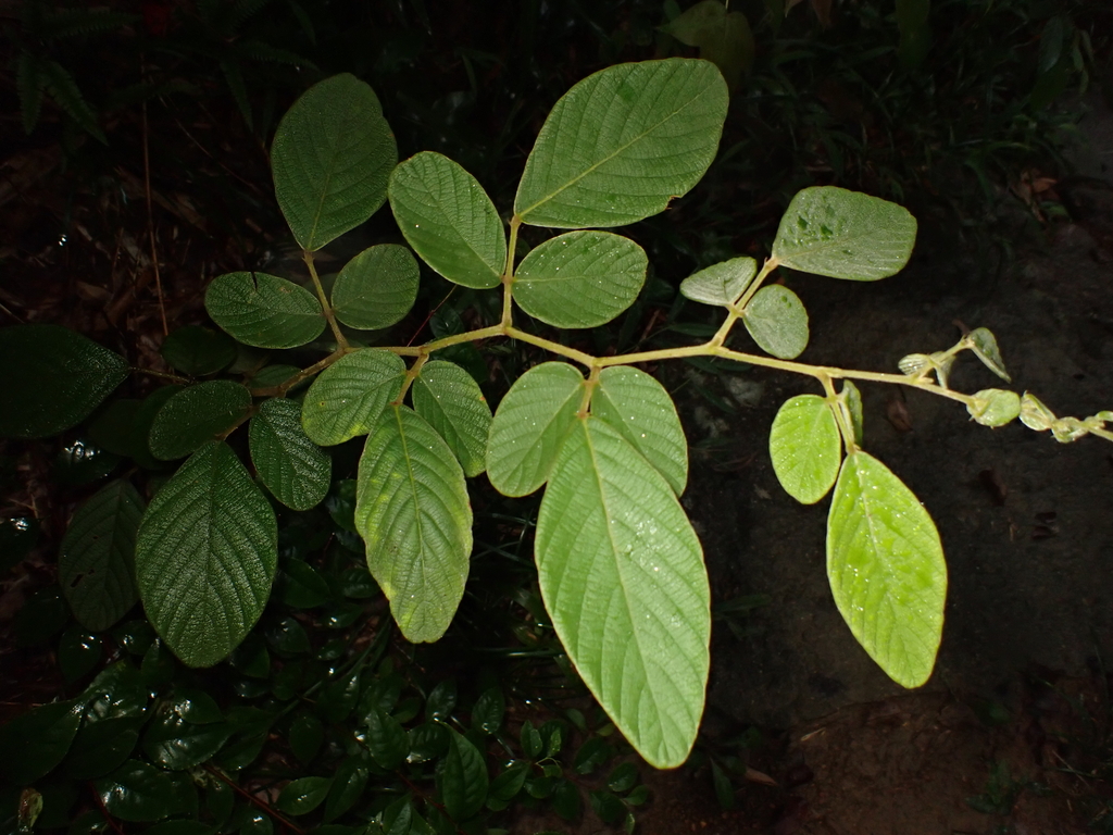 Phyllodium elegans