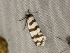 Lepidoscia cataphracta