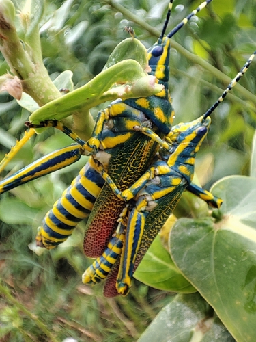 Painted Grasshopper