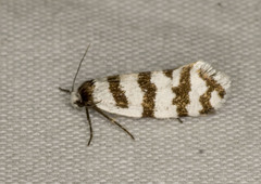 Lepidoscia cataphracta