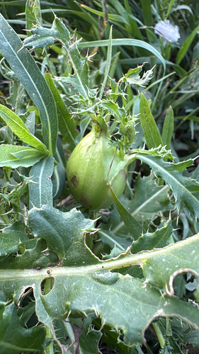Thistle Stem Gall Fly