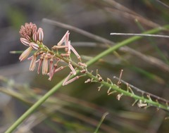 Trachyandra tabularis