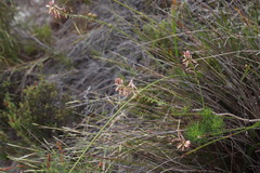 Trachyandra tabularis