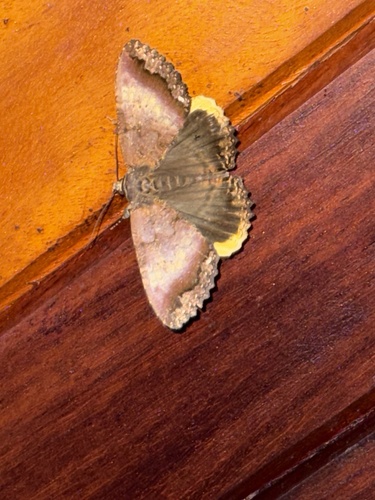 Leptamma flavalis