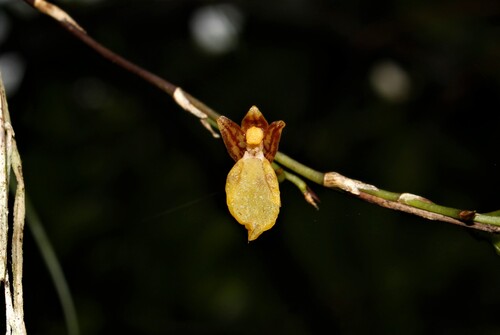 Lipped orchid (Leochilus labiatus)