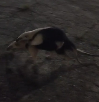 Southern Tamandua