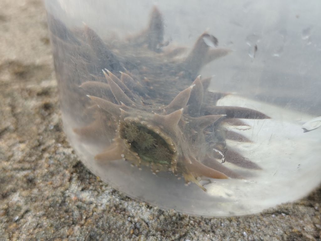 Japanese Spiky Sea Cucumber