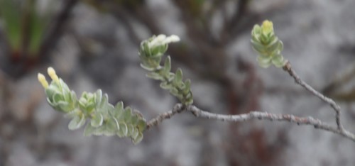 Image of Gnidia imbricata by (c) Tony Rebelo, some rights reserved (CC BY-SA)