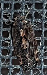 Plectoderini