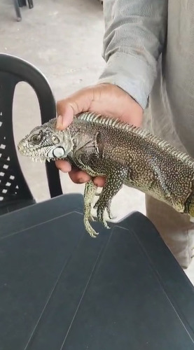Green Iguana