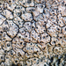 Diploschistes scruposus - Photo (c) Tab Tannery,  זכויות יוצרים חלקיות (CC BY-NC-SA)