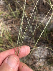 Digitaria villosa