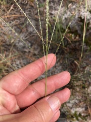Digitaria villosa