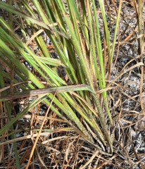 Digitaria villosa