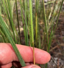 Digitaria villosa