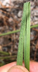 Digitaria villosa