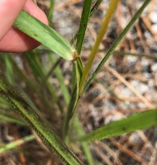Digitaria villosa
