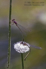 Enallagma dubium