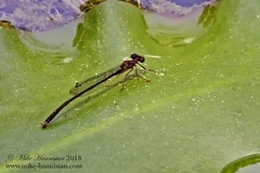 Enallagma dubium