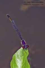 Enallagma dubium