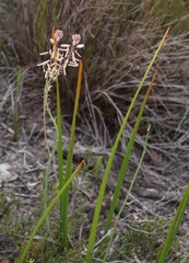 Trachyandra tabularis