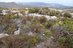 Trachyandra tabularis