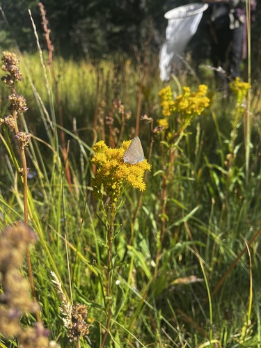 iNaturalist observation photo of Hedgerow Hairstreak