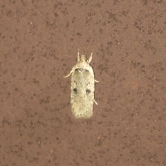Agonopterix canadensis