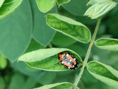 Indian Flower Chafer