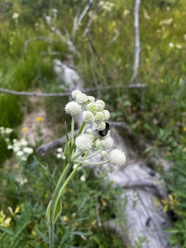 iNaturalist observation photo of Western Bumble Bee