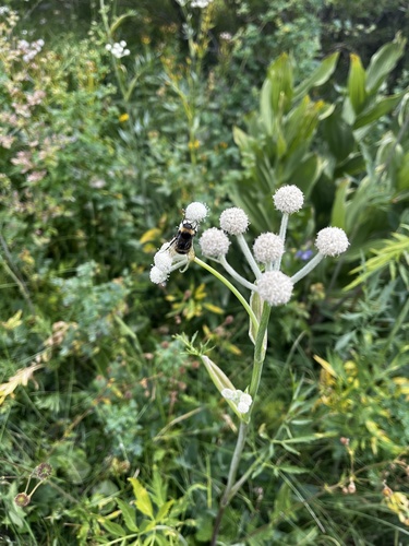 iNaturalist observation photo of Western Bumble Bee