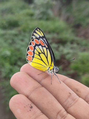 Common Jezebel