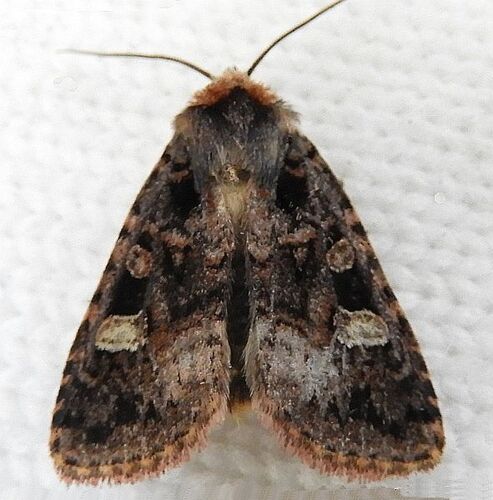 Hexorthodes catalina