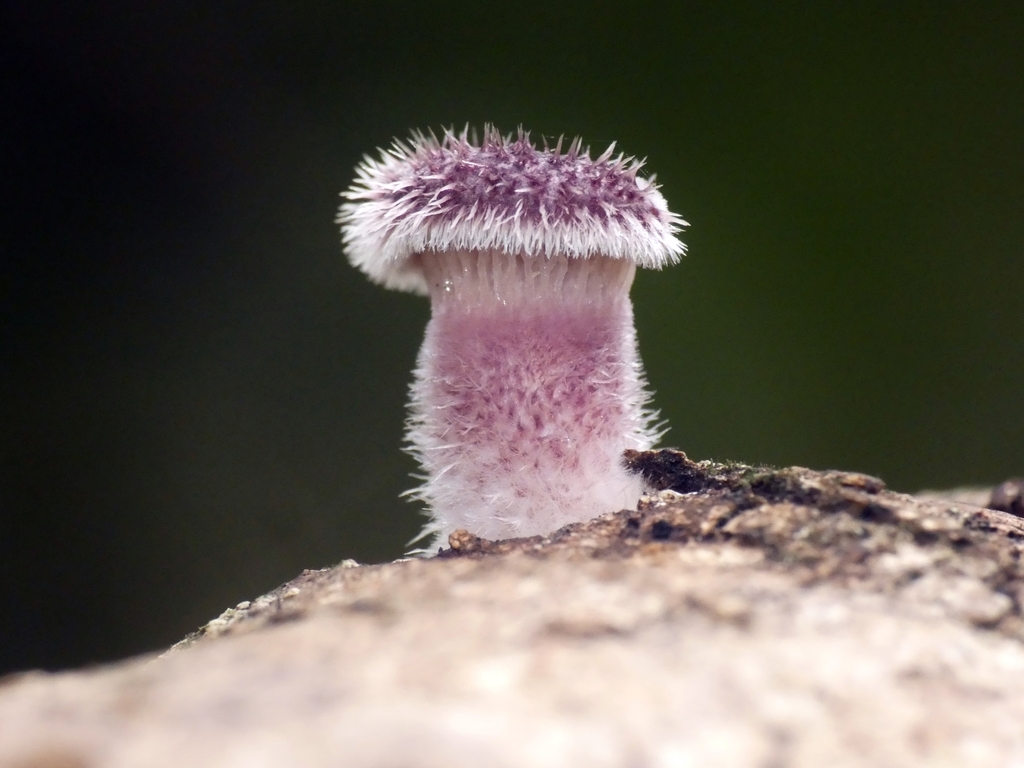 Panus lecomtei · August 2025 · photo: © squiresk (iNaturalist, cc-by)